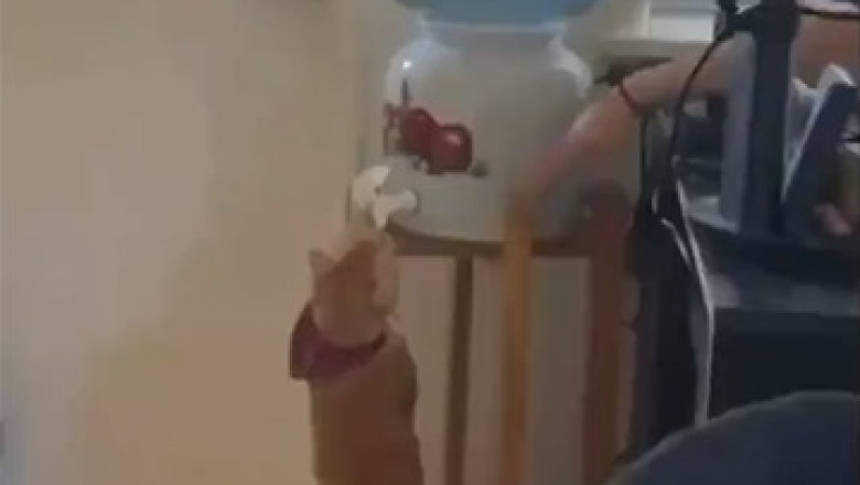 The Meowntain Dew Challenge: Hilarious Cat Goes to Extremes to Quench Its Thirst!