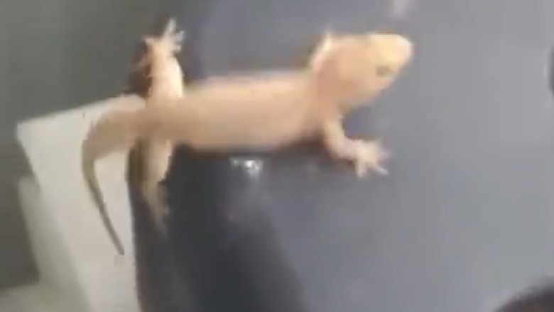 Unbelievable! Tiny Chameleon's Hilarious Misadventure in a Washing Machine! 🦎🌀