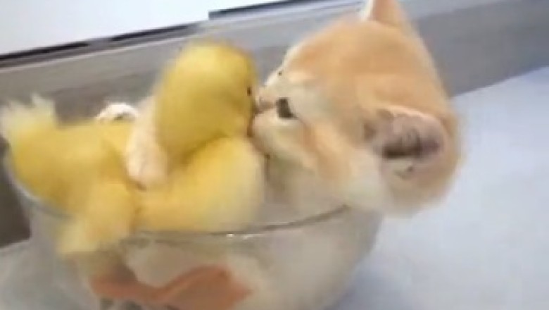 Unlikely BFFs: Watch the Adorable Adventures of a Mini Cat and a Quacky Duck!