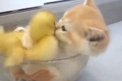 Unlikely BFFs: Watch the Adorable Adventures of a Mini Cat and a Quacky Duck!
