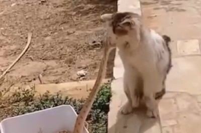 When Curiosity Meets Chaos: Watch the Hilarious Showdown Between a Fearless Cat and a Sneaky Snake!