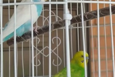 Wingman Wonders: Hilarious Comedy Sketch of Two Budgerigars' Hilarious Cage Antics!