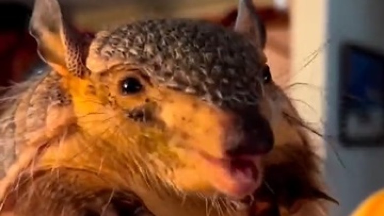 Armazingly Adorable Armadillo's Outrageously Delighted Dance Takes the Internet By Storm!