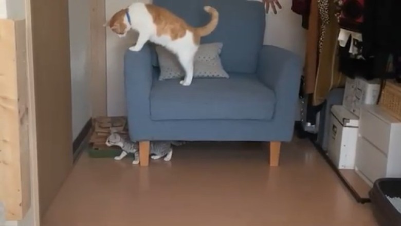 Cat's Hilarious Stealth Mode: Watch As One Sneaky Kitty Stalks Another on a Sofa!