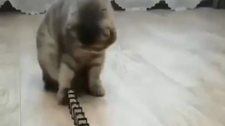 Hilarious Cat Prodigy Dominates Game of Dominoes - Unbelievable Skills!