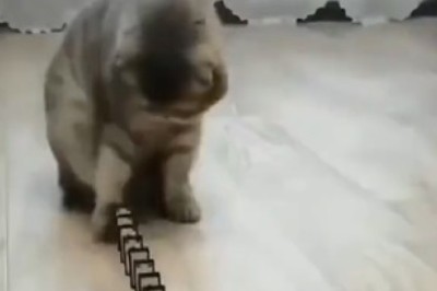 Hilarious Cat Prodigy Dominates Game of Dominoes - Unbelievable Skills!