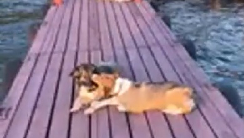 Hilarious Chaos Unleashed: Watch Two Dogs Turn a Peaceful Lake into a Wild and Wacky Water Wonderland!