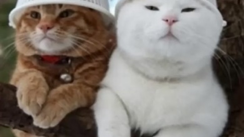 Hilarious Video: Cats Get Stuck on a Branch... and the Chaos Ensues!