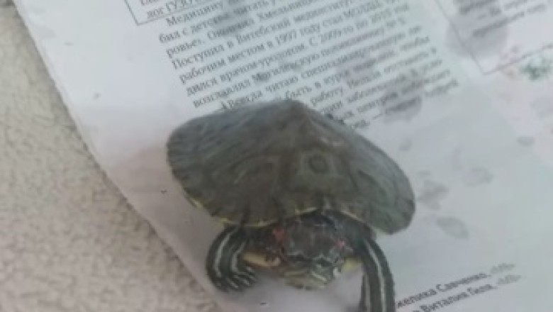 Incredible Turtle Takes Hilarious Stroll on Newspaper - Breaks the Internet with Slow &amp; Steady Walk!