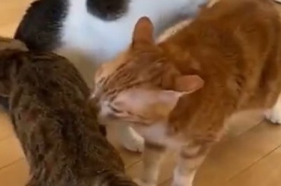 Paw-some Hilarity Ensues as Three Cleaner Cats Take Over the House!