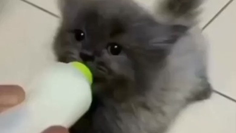 Purrfectly Hilarious: Watch This Adorable Kitten Sip Milk in the Most Adorably Silly Way!