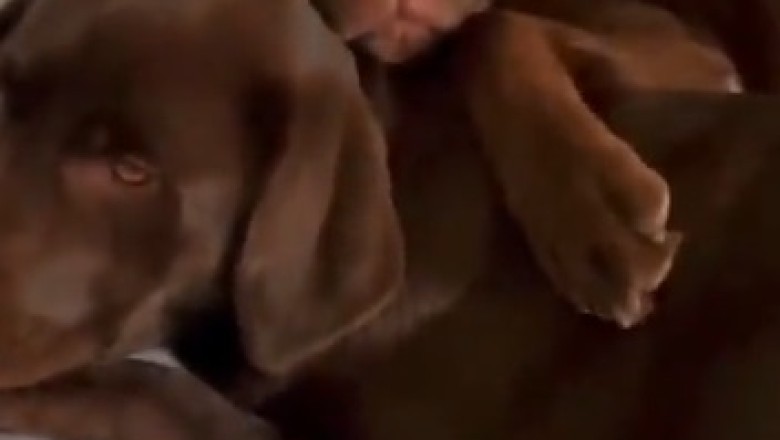 Double Trouble: Hilarious Encounters with Two Dogs Who Share the Same Shape!