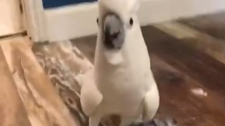 Feathered Fishing Frenzy: Parrot's Hilarious Antics Will Leave You Hooked!