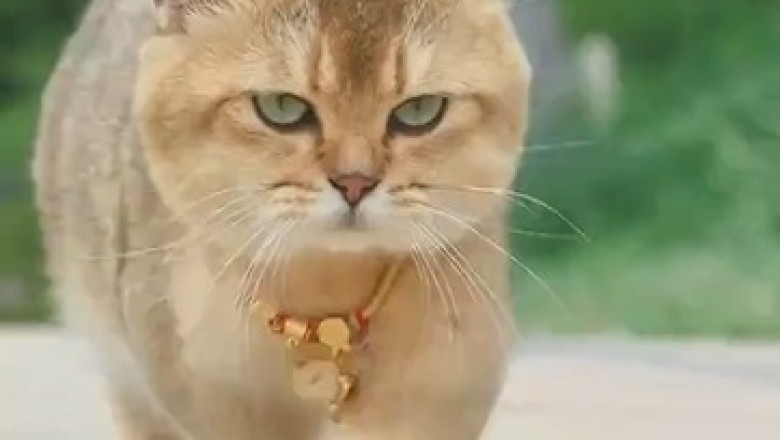 Giant Cat Channels its Inner Tiger - Prepare to be Roar-struck!