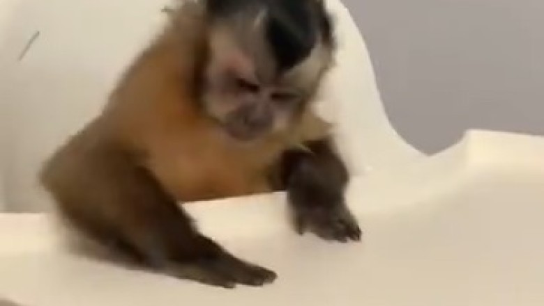 Hangry Monkey Tries Fine Dining - The Most Adorable Restaurant Guest Ever!
