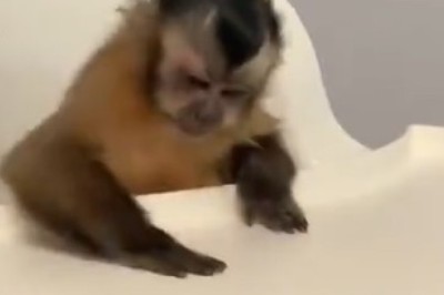 Hangry Monkey Tries Fine Dining - The Most Adorable Restaurant Guest Ever!