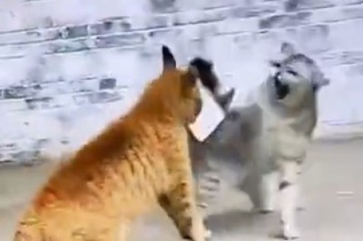Hilarious Cat Fight Leaves Viewers in Stitches!