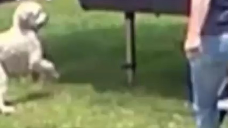 Hilarious Cat's Hissy Fit Over Nail Trimming Goes Viral!