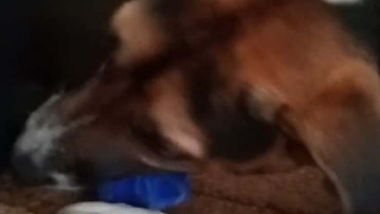 Hilarious Dog Turns Boredom Into Plastic-Chewing Extravaganza!