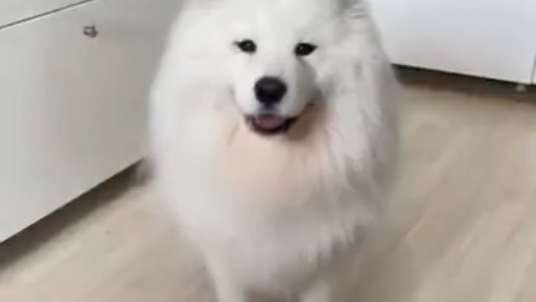 Hilarious Hound Huffs and Puffs: Dog's Epic Reaction to Mockery!