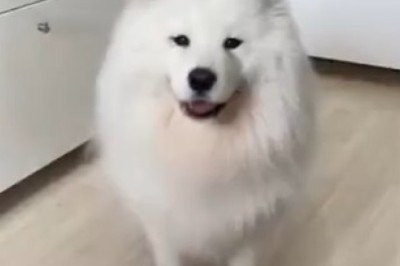 Hilarious Hound Huffs and Puffs: Dog's Epic Reaction to Mockery!