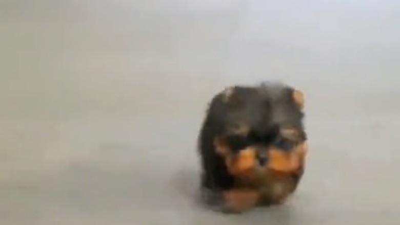 Lost in Translation: Hilarious Adventure as Yorkshire Terrier Explores the Big Wide World!