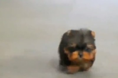 Lost in Translation: Hilarious Adventure as Yorkshire Terrier Explores the Big Wide World!