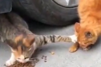 Meowvation Wars: Hilarious Cat Tries to Deprive Fellow Feline of Food!