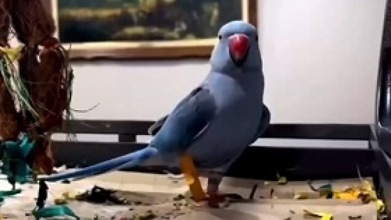 Mwah! Polly's Peculiar Obsession: A Parrot's Passionate Kiss to a Camera!