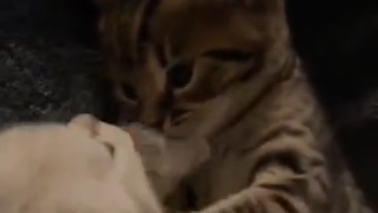 Pawsitively Adorable: Watch Two Cats Flirt their Way into Feline Romance!