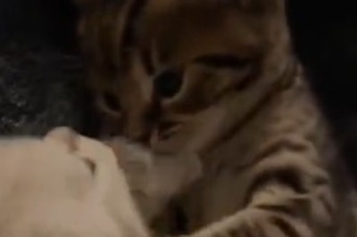 Pawsitively Adorable: Watch Two Cats Flirt their Way into Feline Romance!