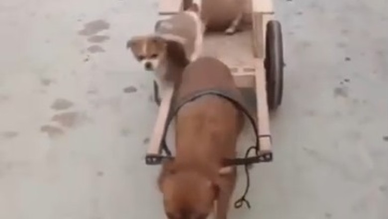 Pawsome Parenting Skills: Hilarious Dog Pulls Adorable Cubs on Cart Adventure!