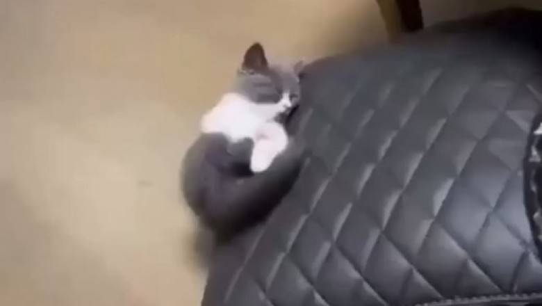 Purrfectly Clumsy Cat Catastrophe: Hilarious Bedtime Blunder!