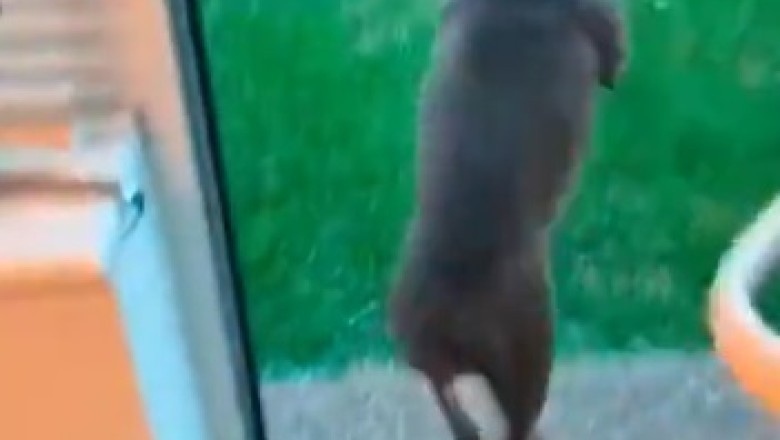 Rainy Day Antics: Hilarious Dog's Reaction to Rain Will Leave You in Stitches!