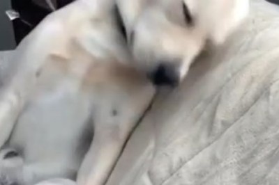 The Snooze Button Champion: Watch this Sleepy Dog's Hilarious Struggle to Stay Awake!