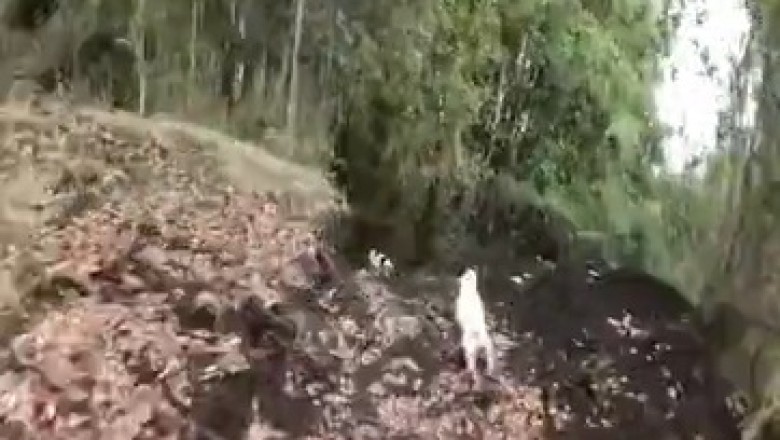 Unbelievable Bike vs Dog Race: Who Will Come Out on Top?