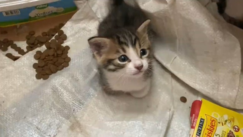 Unleashing the Chaos: Cat Gang Dinner Time Shenanigans!