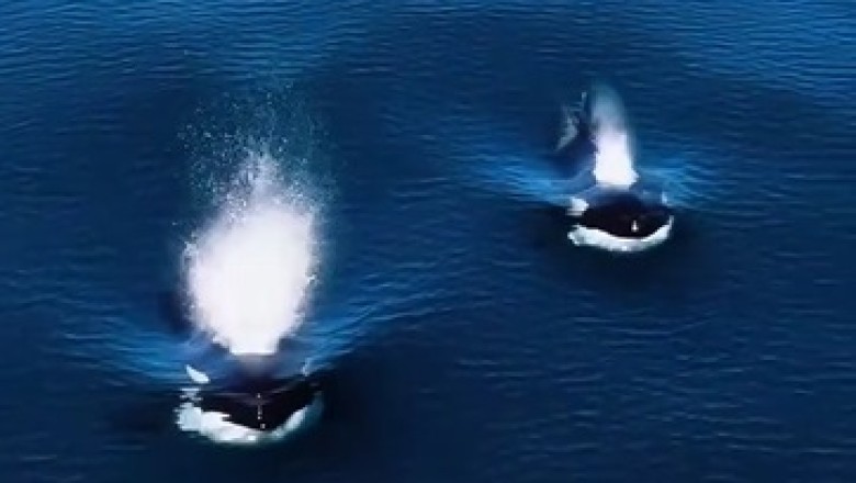 Whale-tastic Encounter: When Sea Giants Make Waves to Say Hello!