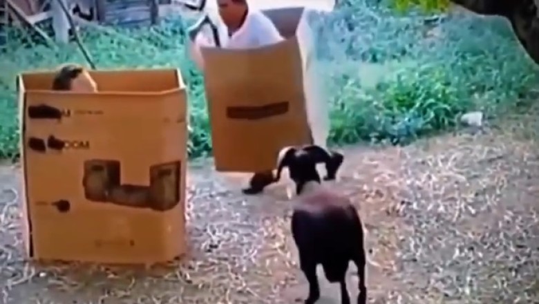 When Goats Go Rogue: Hilarious Showdown Between Man and Mischievous Goat!