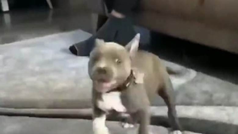 Zoomies gone wild! Watch this small dog break records in fast-moving hilarity!