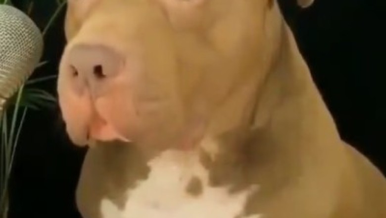 Adorable Dog's Hilarious Attempt to Speak After a Belly Full of Treats Goes Viral!