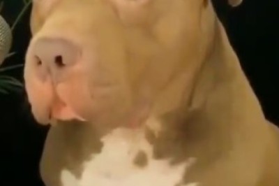 Adorable Dog's Hilarious Attempt to Speak After a Belly Full of Treats Goes Viral!