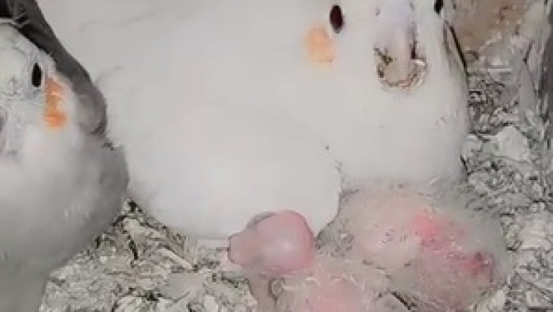 Adorable Parrot Takes On Nurturing Role: Witness the Cutest Bird Babysitting Ever!