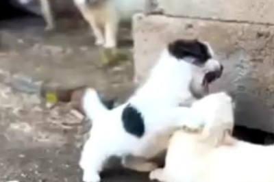 Battle of the Tiny Titans: Hilarious Showdown between Small Dogs that Packs a Surprising Twist!
