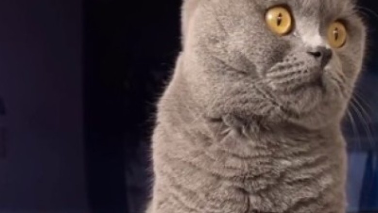 Cat-astrophic Beauty Blunders: When Fluff Meets Makeup!