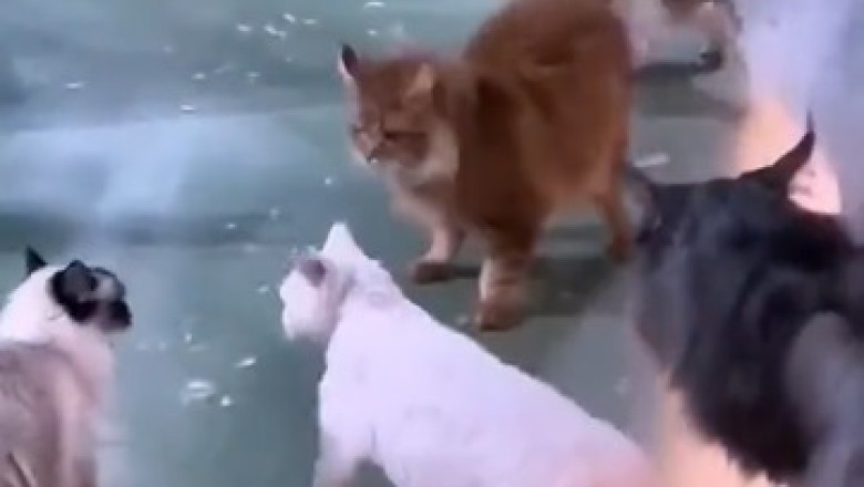 Cat Fight of the Century! Hilarious Feline Feud Goes Paw-to-Paw!