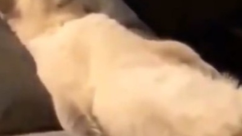 Cat Nap Chronicles: Hilarious Sleepy Shenanigans Caught On Camera!