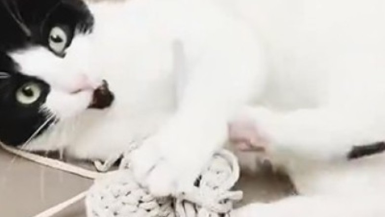 Cat-tastrophe Strikes! Hilarious Feline Foils Sewing Project with Epic Thread Mishap