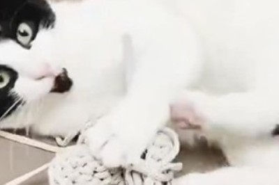 Cat-tastrophe Strikes! Hilarious Feline Foils Sewing Project with Epic Thread Mishap