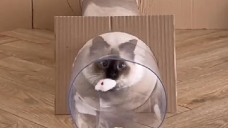 Catpocalypse: Hilarious Feline Avalanche Emerges From Mysterious Tunnel!